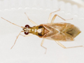 Dicyphus pallicornis
